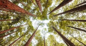 Les consignes pour protéger la forêt