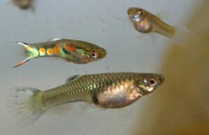 Madagascar : la gambusie disparait peu à peu