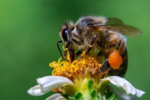 Sauver les abeilles, c’est protéger la nature : un combat pour la vie